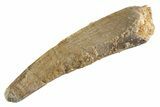 Fossil Pterosaur (Siroccopteryx) Tooth - Morocco #359987-1